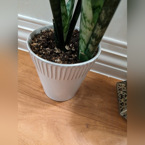 Snake plant - Picture 6 of 13